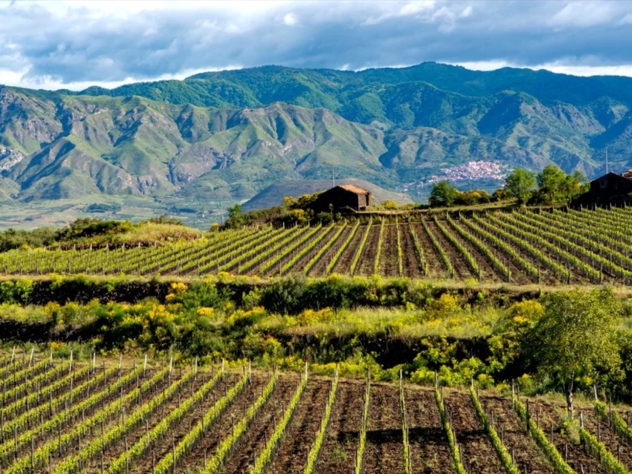 The Wines of Sicily