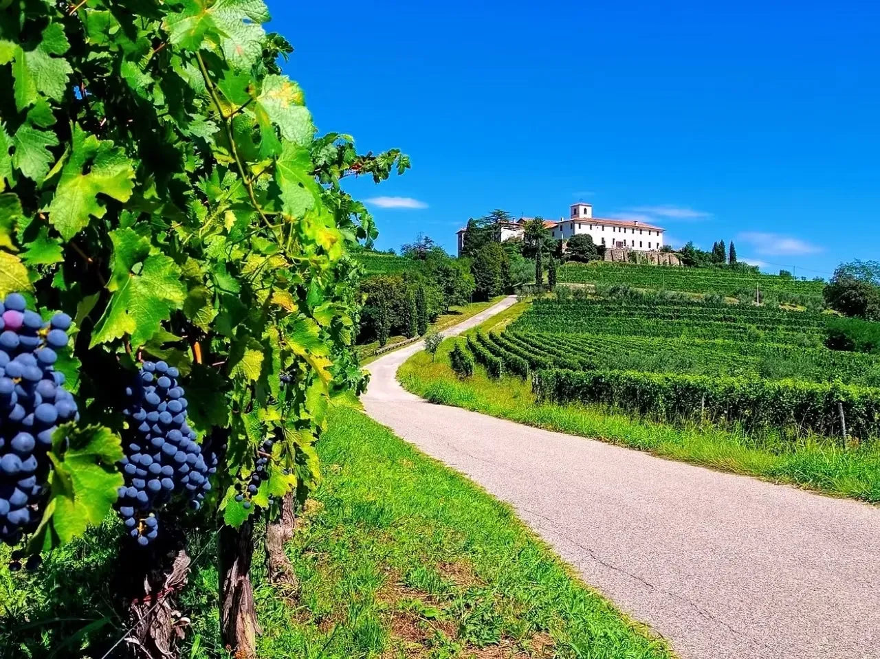 The Wines of Friuli