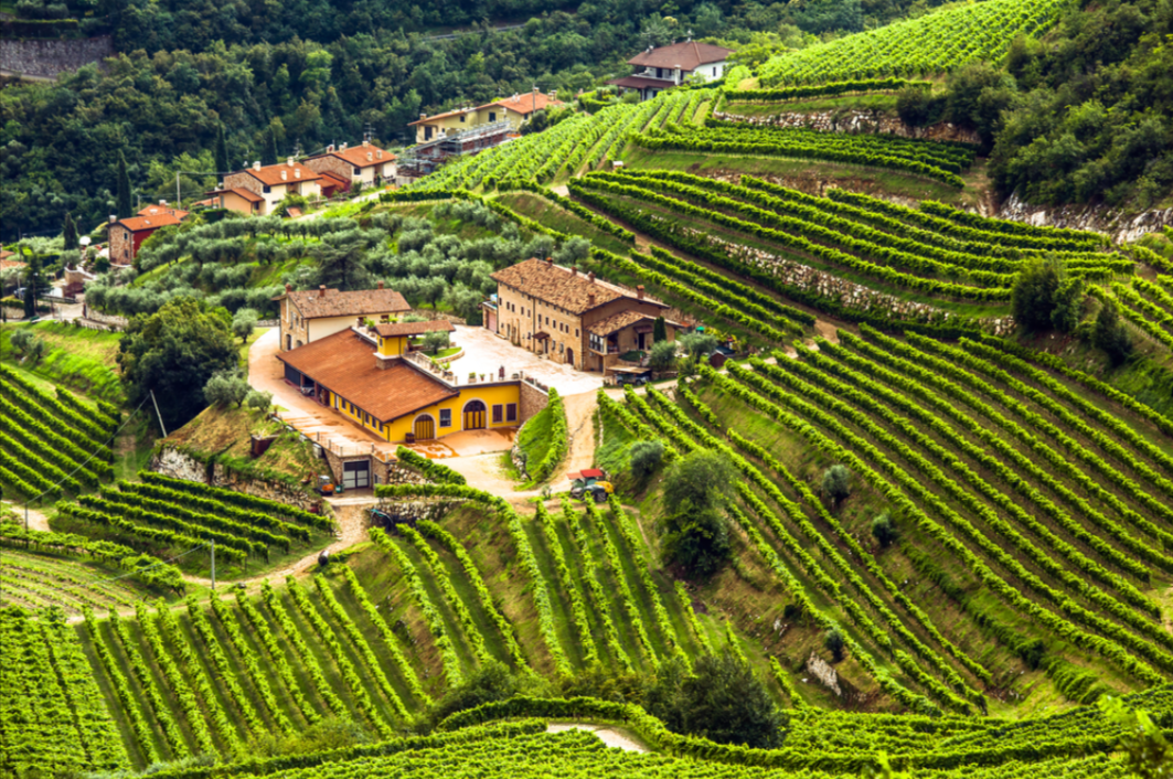 Exploring the Red Wines of Valpolicella: Verona's Finest Reds