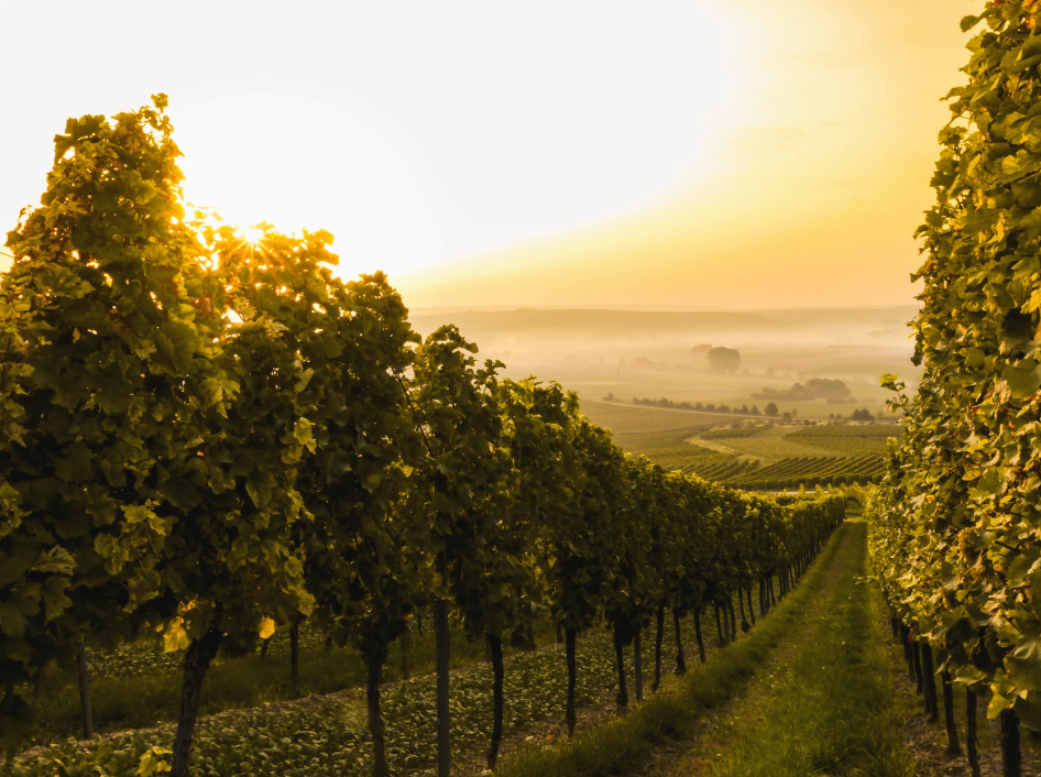 The Heart and Soul of FIORVINO: How We Choose the Wines You’ll Love