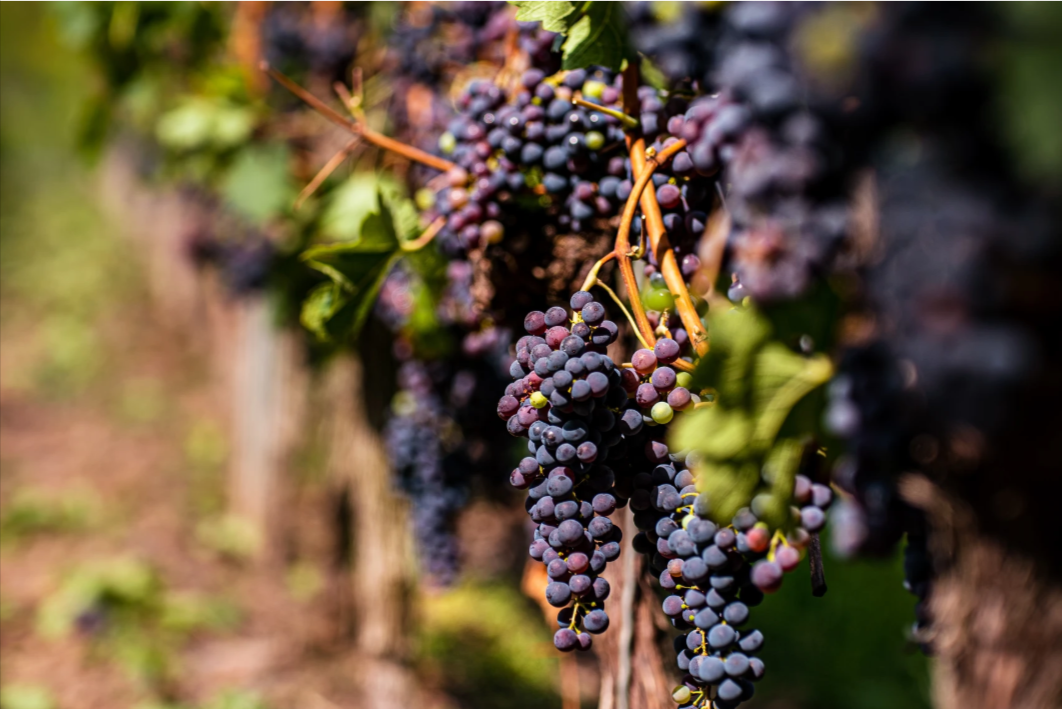 The Wines of Umbria