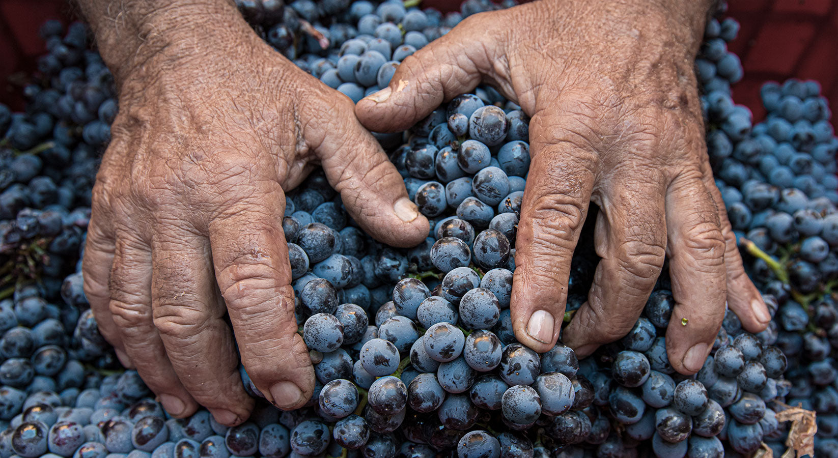 Azienda Agricola Tezza