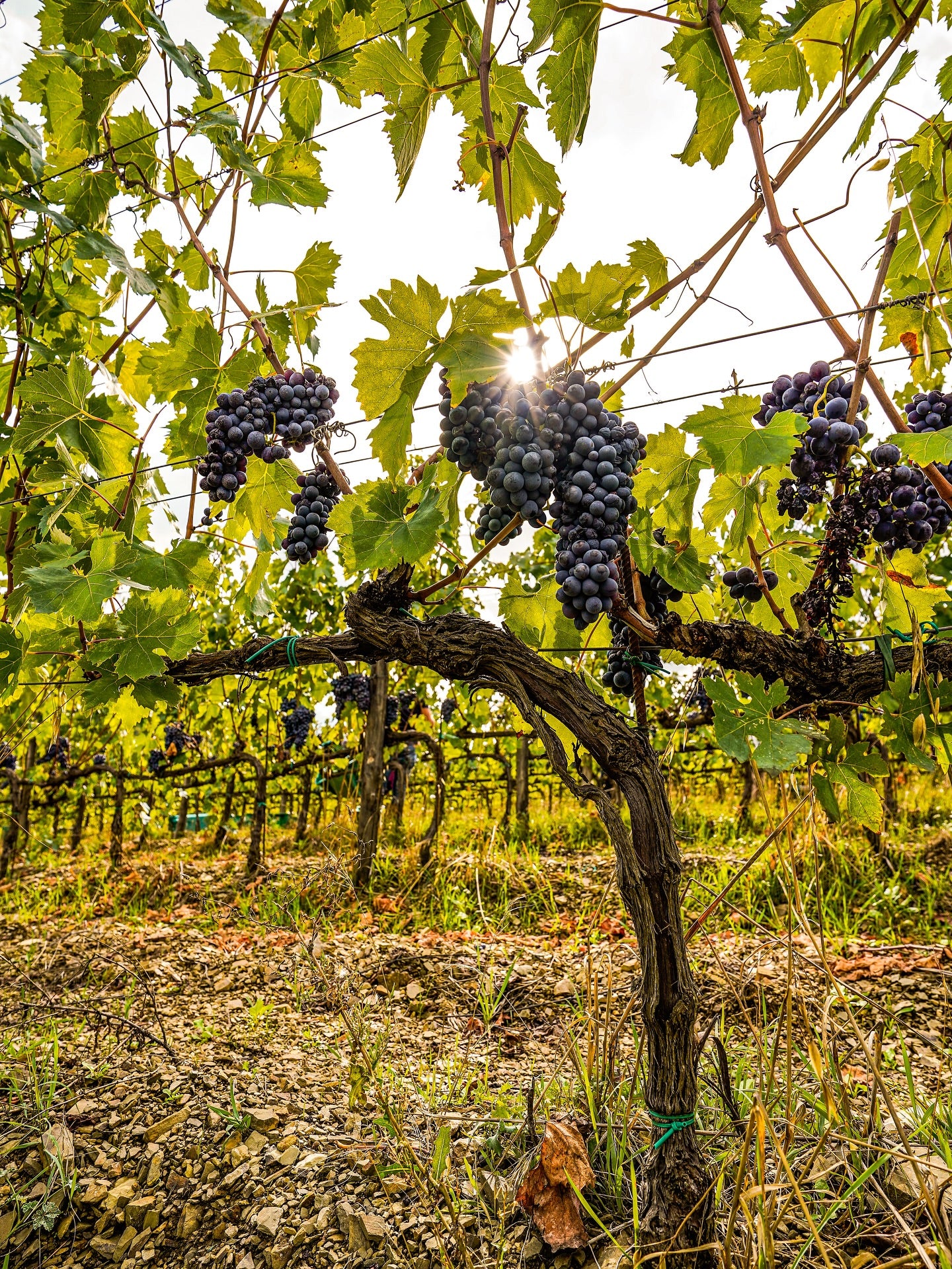 Vineyard with clusters of grapes on grapevines