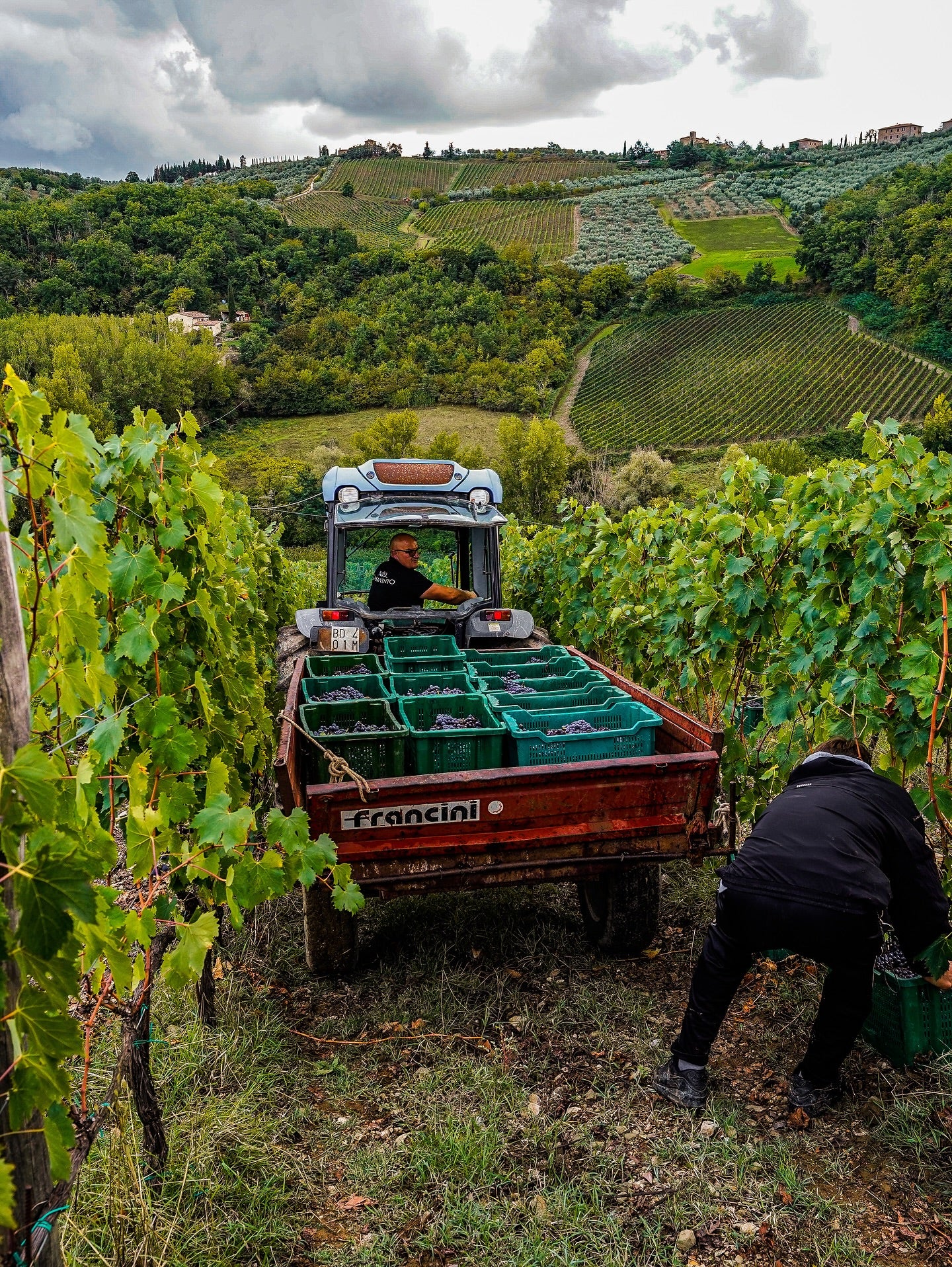 Vineyard with a truck carrying green crates and workers harvesting grapes.