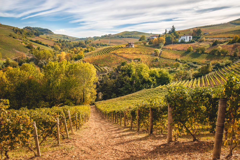 Barolo Langhe e Roero vineyards hills