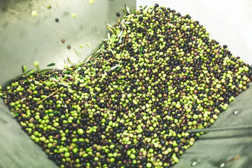 Organic Tuscan olive oil 2023 – Èstrabono